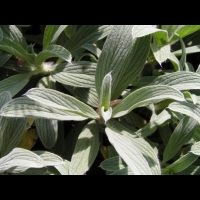 Stachys Lavandulifolia (fam. Labiees)(Asie Mineure) (04)